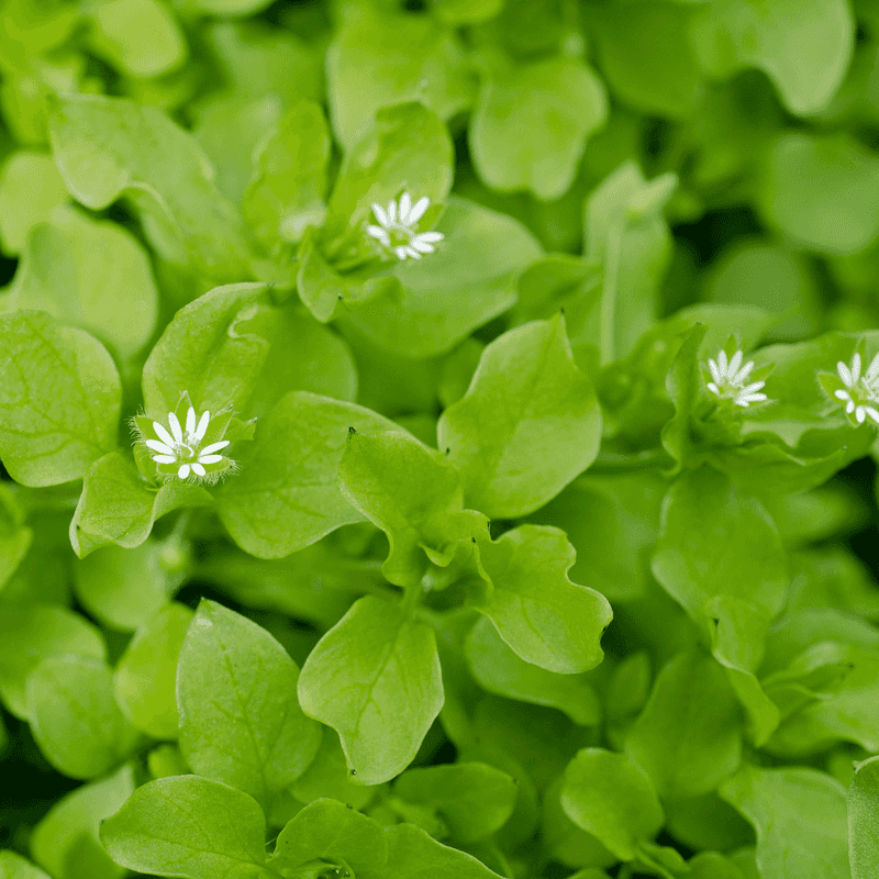 Chickweed: The Delicate Delight