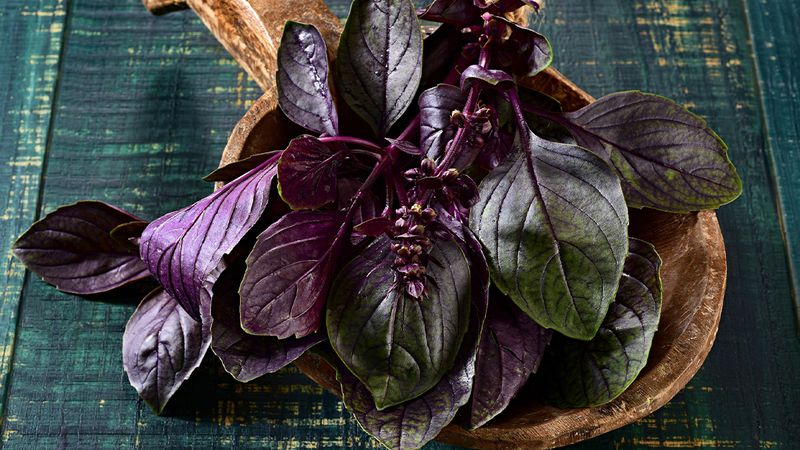 Purple Basil