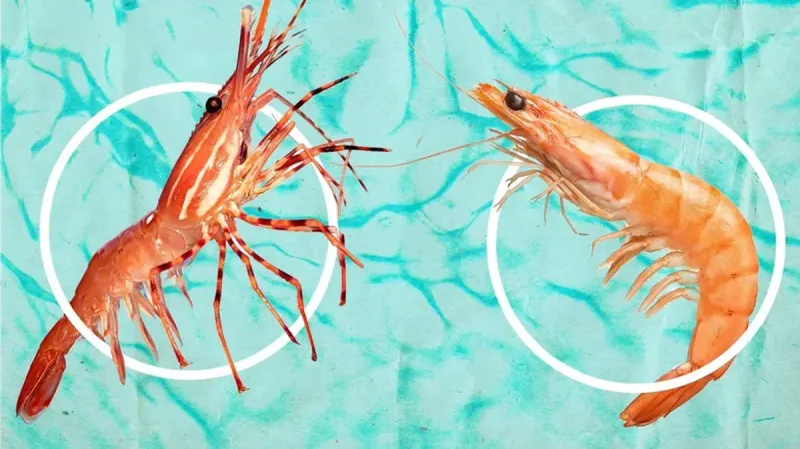 Prawns Vs. Shrimp