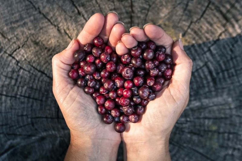 Huckleberry Anything