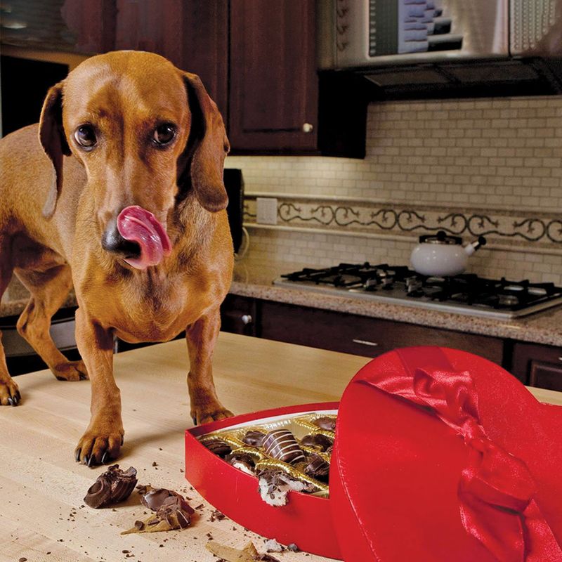 Chocolate's Canine Catastrophe