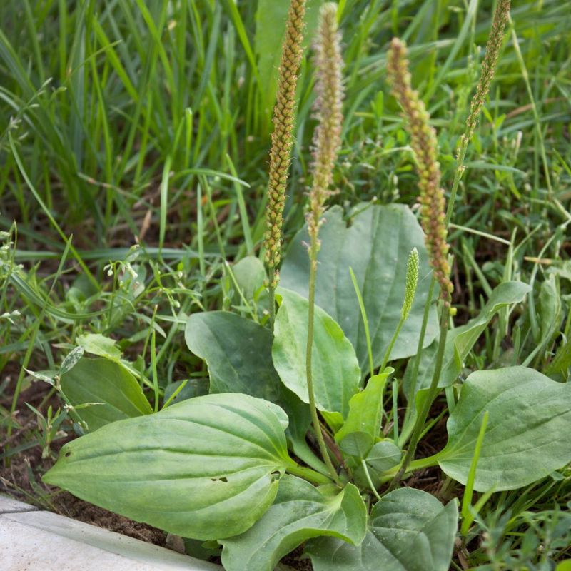 Plantain: The First Aid Plant