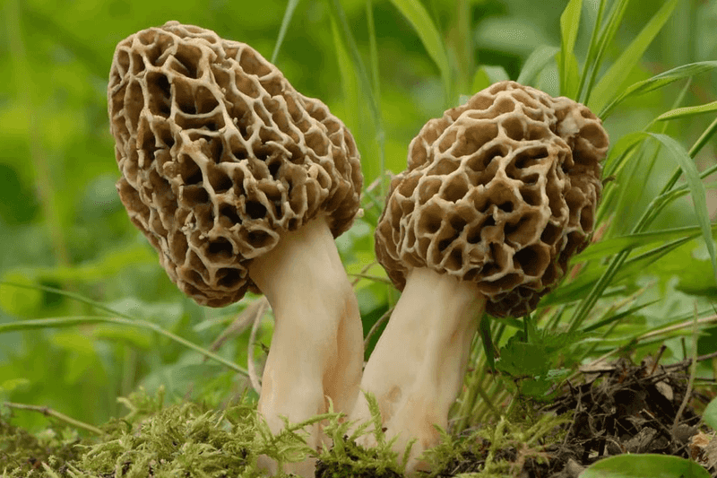 Morel Mushrooms