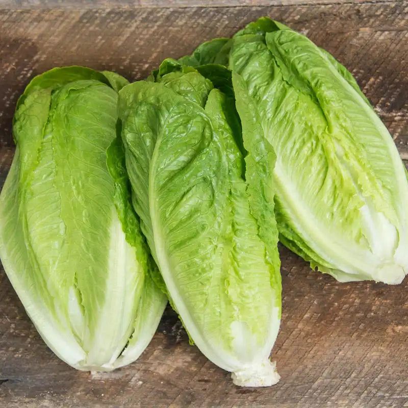 The Great Romaine Scare (2017-2018)