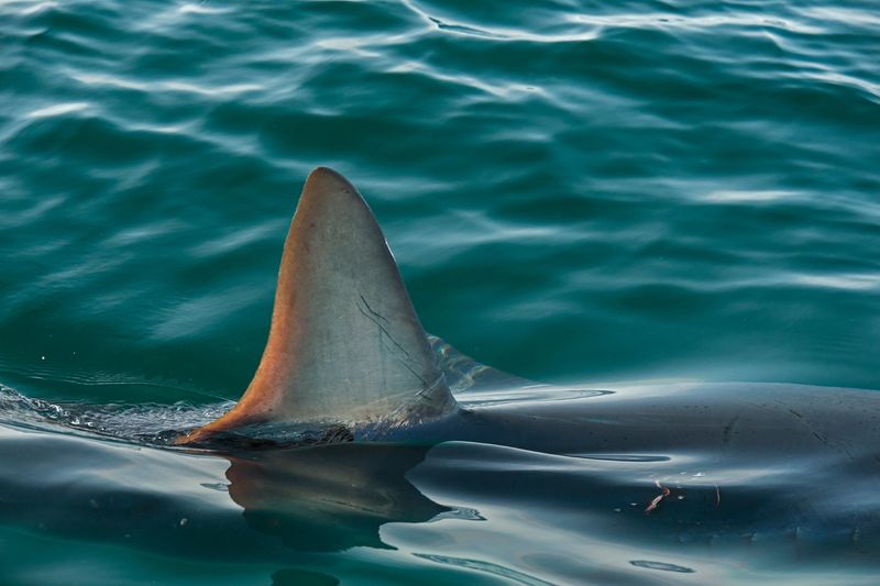 Shark Fins