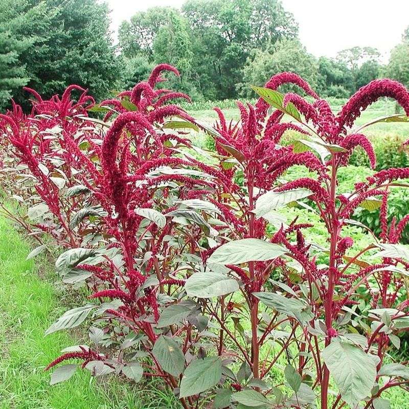 Amaranth: The Ancient Grain Weed