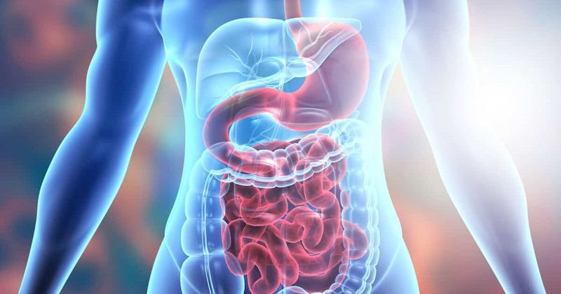 Your Digestion May Improve With Extra Fiber