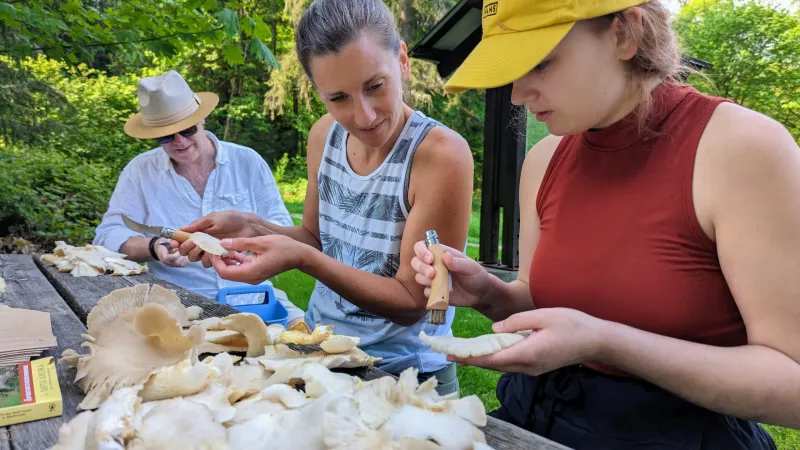 Seattle Mushroom Foraging 101