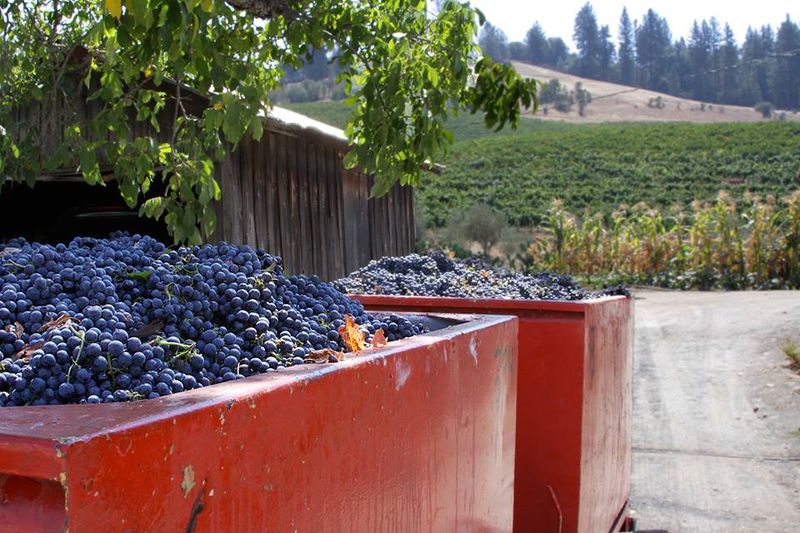 Big Crush Harvest Wine Festival