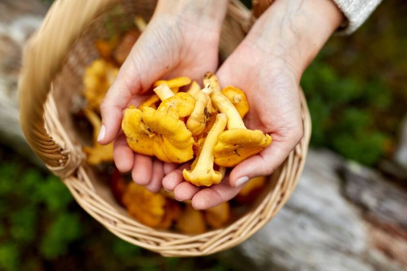 Crazy for Chanterelles Hunt