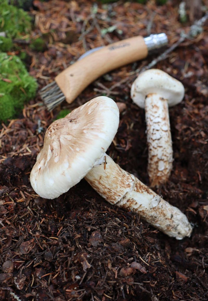 Matsutake Madness Hunt