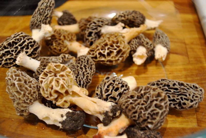 Morel Mushrooms