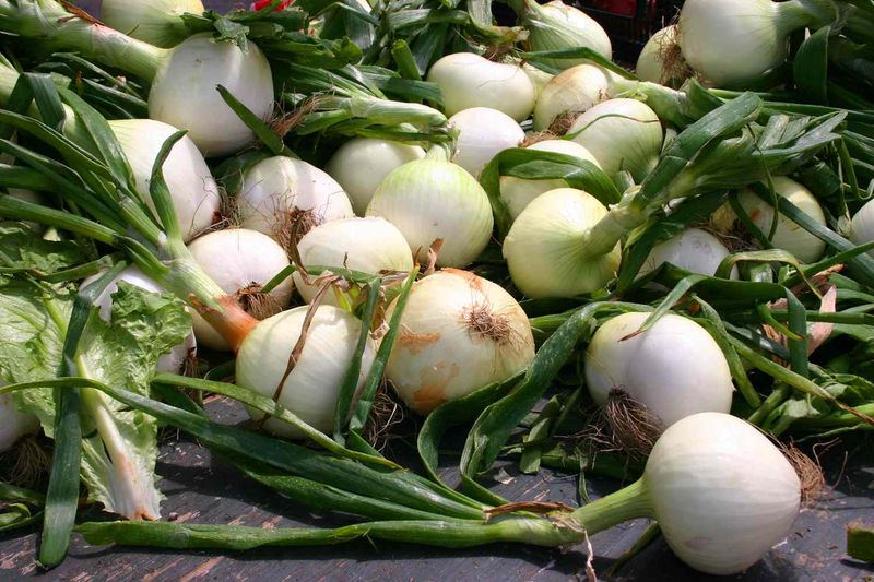 Vidalia Onions