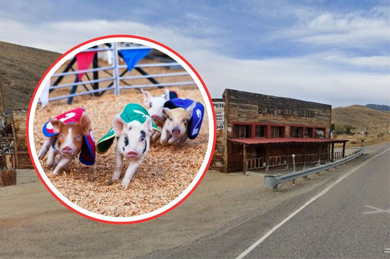 Bear Creek Saloon & Steakhouse: Where Racing Meets Ribeyes