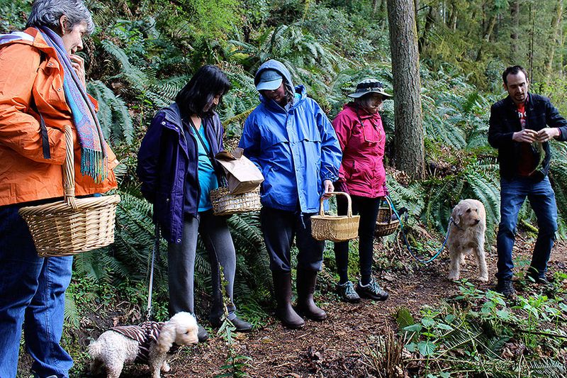 Whidbey Wild Mushroom Tours