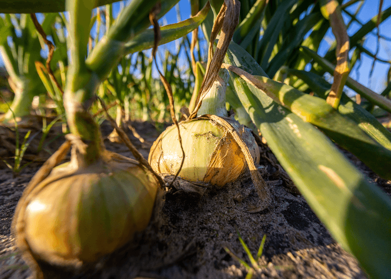 Vidalia Onions: Sweet Soil Success Story