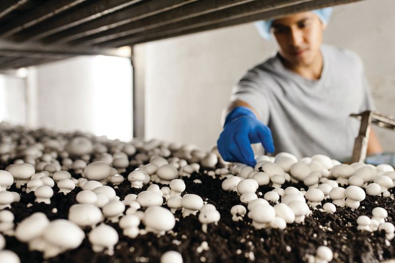 Mushroom Mastery