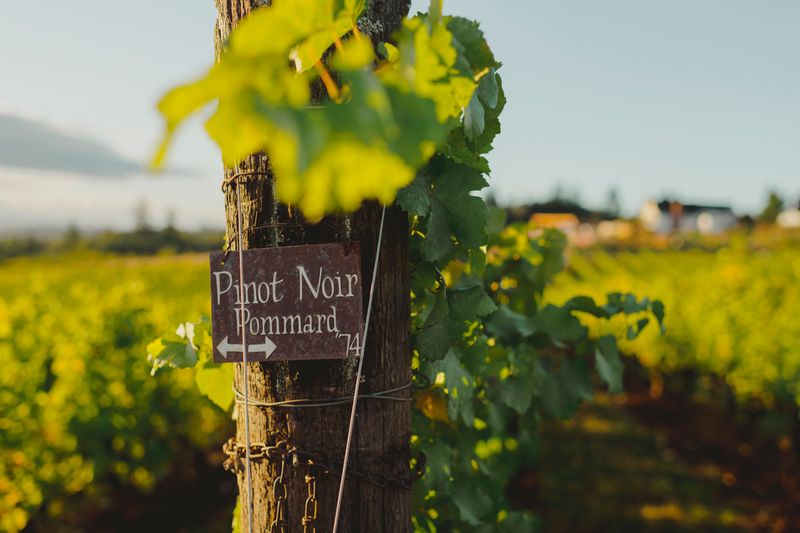 Pinot Noir (Willamette Valley)