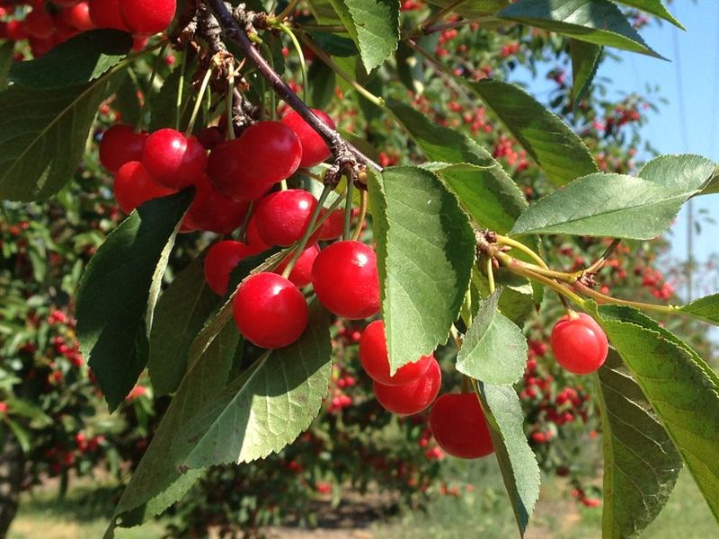 Traverse City Cherries