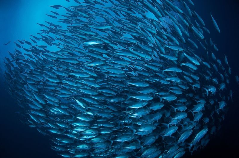 Sustainable Seafood