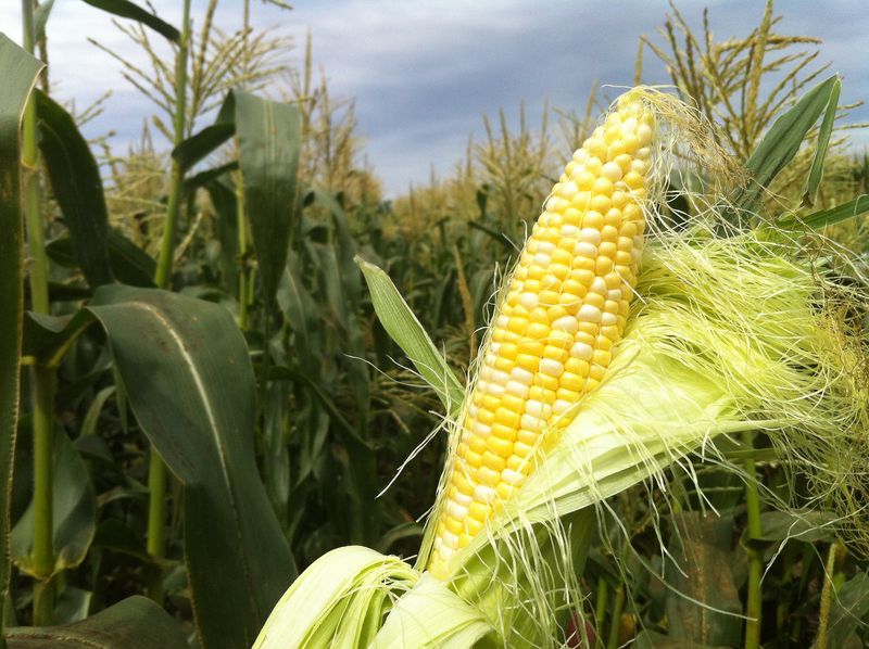 Olathe Sweet Corn