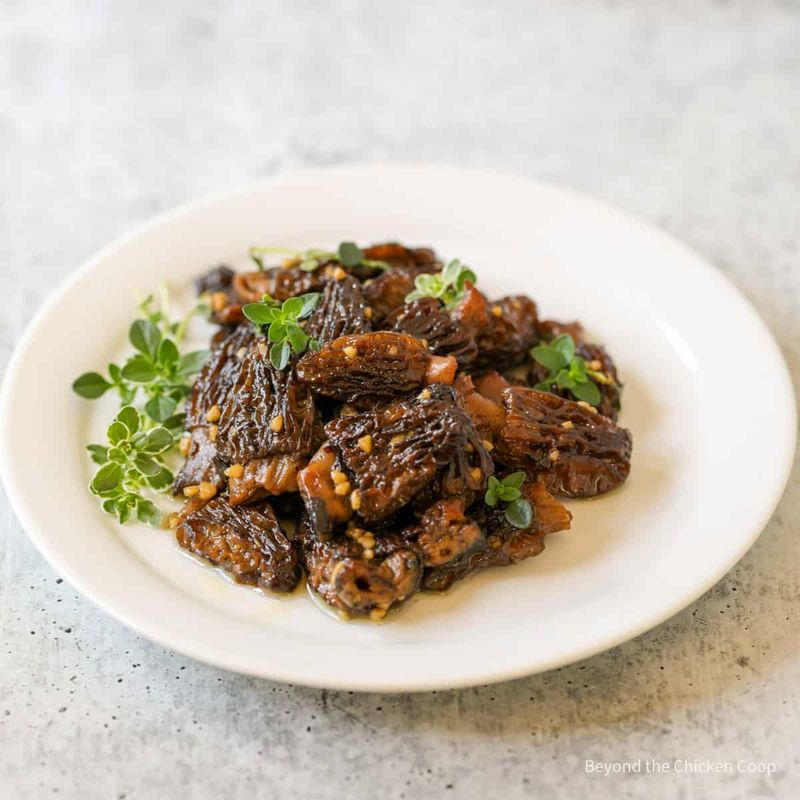 Wild Morel Mushrooms