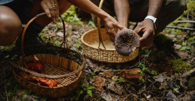 Fall Foraging Tour at Mt. Rainier