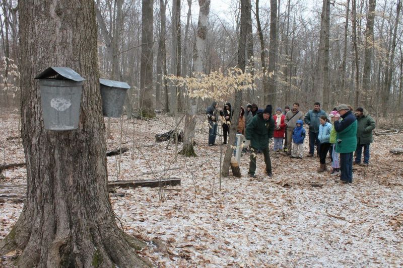 Hueston Woods State Park Maple Syrup Festival